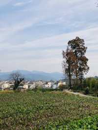 盧村遊之盧村觀景平台