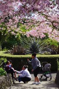 Explore the Auckland Botanic Garden This Spring