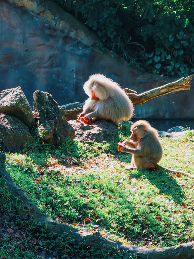 奧克蘭｜孩子們最愛的動物園