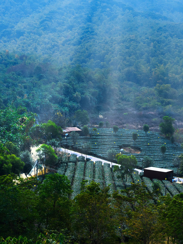 超治癒綠野仙蹤茶壺童話世界🫖英德茶趣園