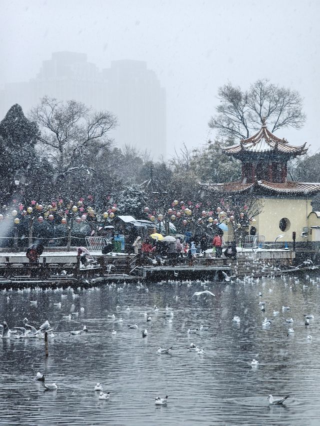 昆明大觀公園雪景如畫