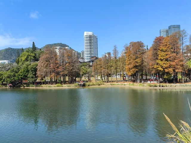 落羽杉