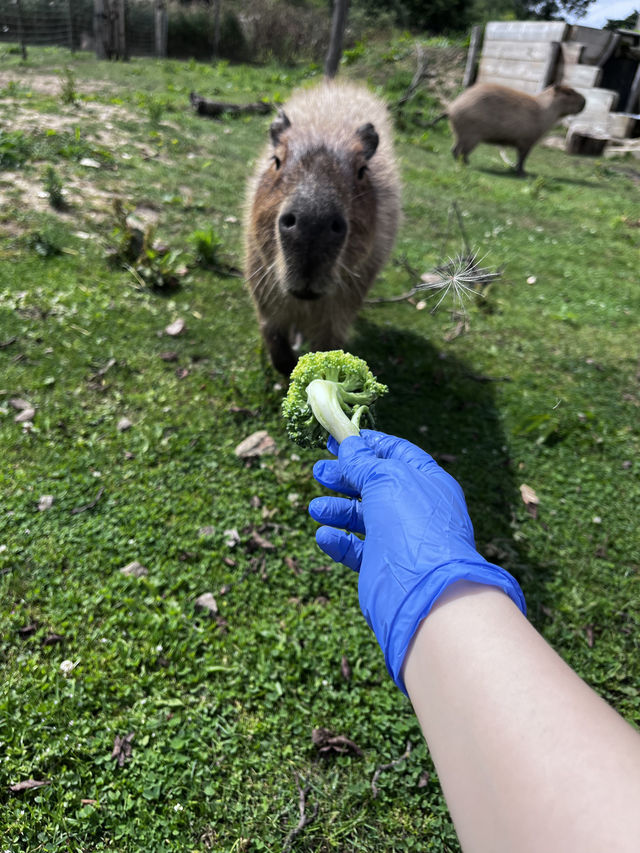 Weekend in London: Meet the Capybaras