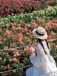 漫步薔薇花海：擁抱美好與寧靜