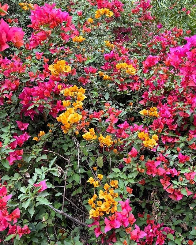 拉克什米維哈爾公園：印度賴布爾的自然綠洲