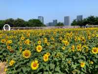 步入花海