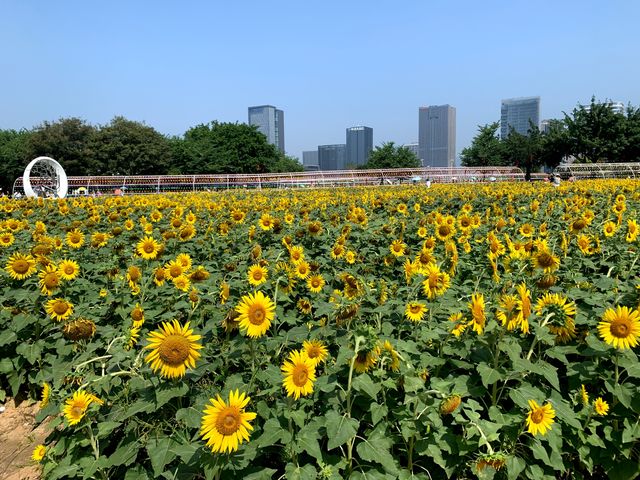步入花海