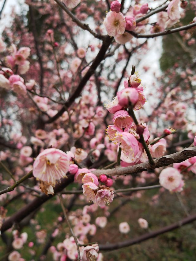 真如公園梅花景
