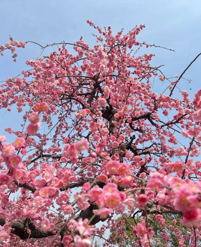 日湖公園