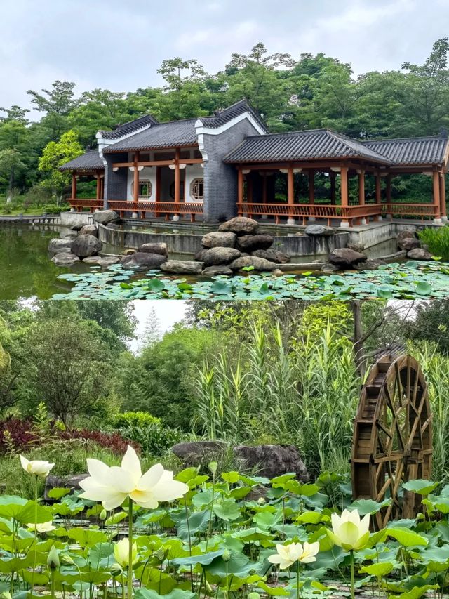 探索廣西貴港園博園，感受園林之美