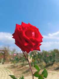 【春日限定】賞花摘果，一秒get仙女感！