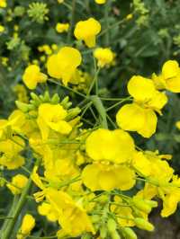 江浙滬衢州觀賞油菜花好去處