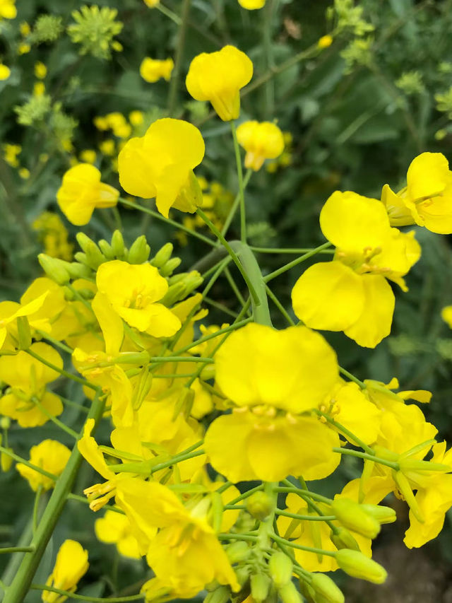 江浙滬衢州觀賞油菜花好去處