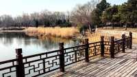 3月初的北塢公園，準備迎春了！