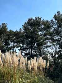 遊客必看！長居公園深度遊覽攻略