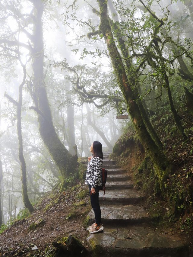 金山原始森林 • 哀牢山的綠野仙蹤又似現實版的伊甸園