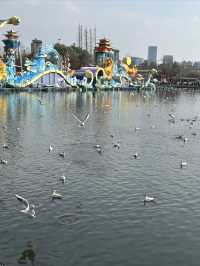 大觀樓餵海鷗