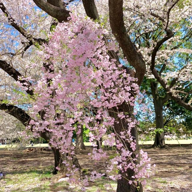 最新實況 新宿御苑的櫻花美出新高度🌸