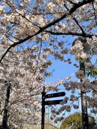 🌸邂逅「秒速五厘米」般的浪漫櫻花Live