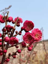明城牆遺址的梅花～
