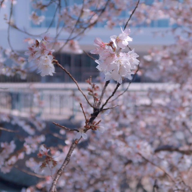 🌸被春日偏愛的瞬間 | 名古屋河畔的早櫻盛景