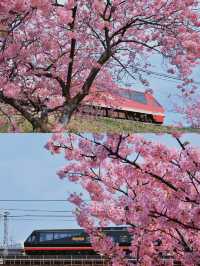 河津桜の早春の魅力を満喫しよう！