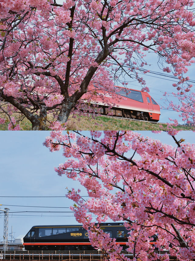河津桜の早春の魅力を満喫しよう！