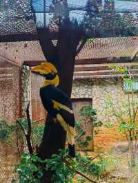 雲南野生動物園，萌趣大冒險