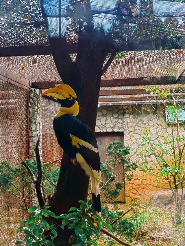 雲南野生動物園，萌趣大冒險