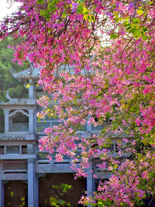 「後來我逢人便說，泉州春天有多溫柔…」
