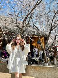 北京3.19實拍三里河公園桃花開啦🌸