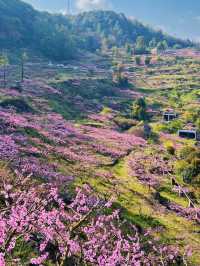 成都3月徒步桃花海｜避開人潮私藏路線