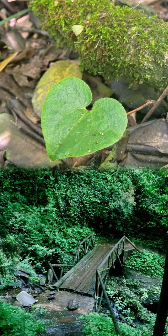 成都周邊4月的杜鵑森林，等你來探！