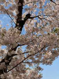 札幌賞櫻全攻略：北國都市的春日櫻花物語！