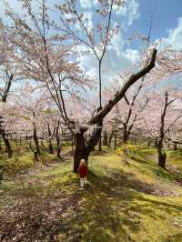 札幌賞櫻全攻略：北國都市的春日櫻花物語！