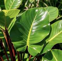 馬爾代夫馬富士島熱帶植物園遊玩攻略