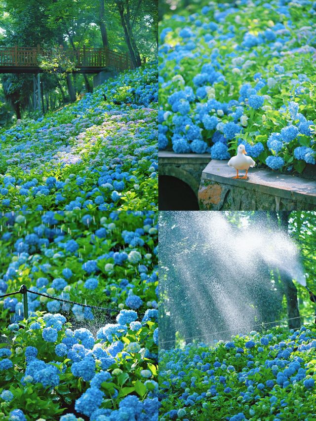 南京鐘山你一定沒玩過的隱藏版攻略來啦