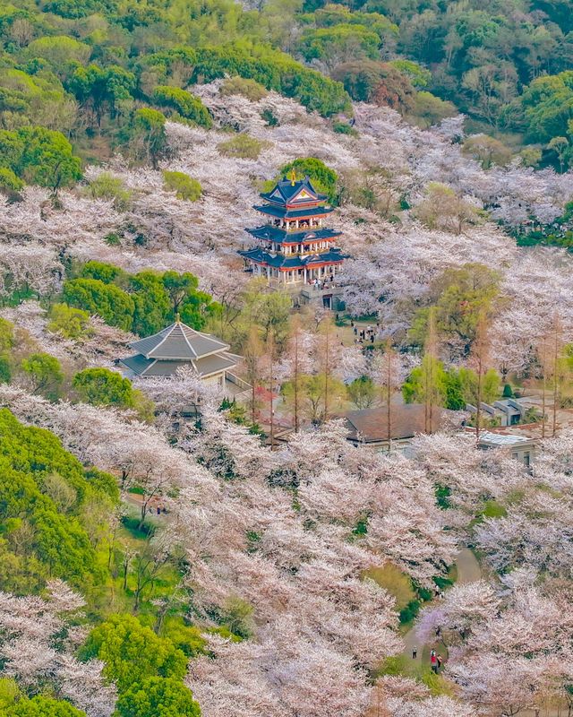 4月嚟無錫睇櫻花！建議直接複製呢條路線！
