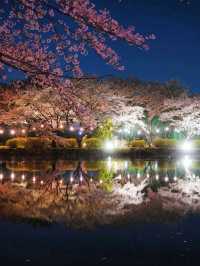 埼玉県東松山市の上沼公園で桜を楽しむ方法