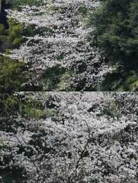 百林公園重慶旅遊攻略 | 免費打卡勝地，用鏡頭捕捉初夏浪