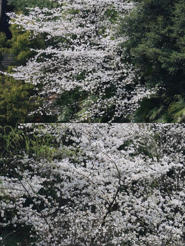 百林公園重慶旅遊攻略 | 免費打卡勝地，用鏡頭捕捉初夏浪