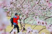 煙台龍口3-5月賞花攻略
