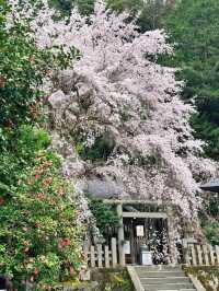 岩屋寺嘅櫻花，美到心靈深處💕