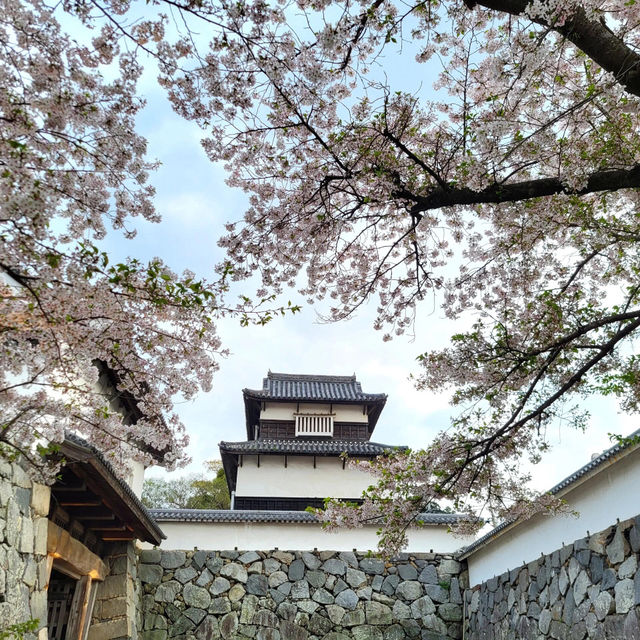 🌸福岡遊之舞鶴公園賞櫻🌸 