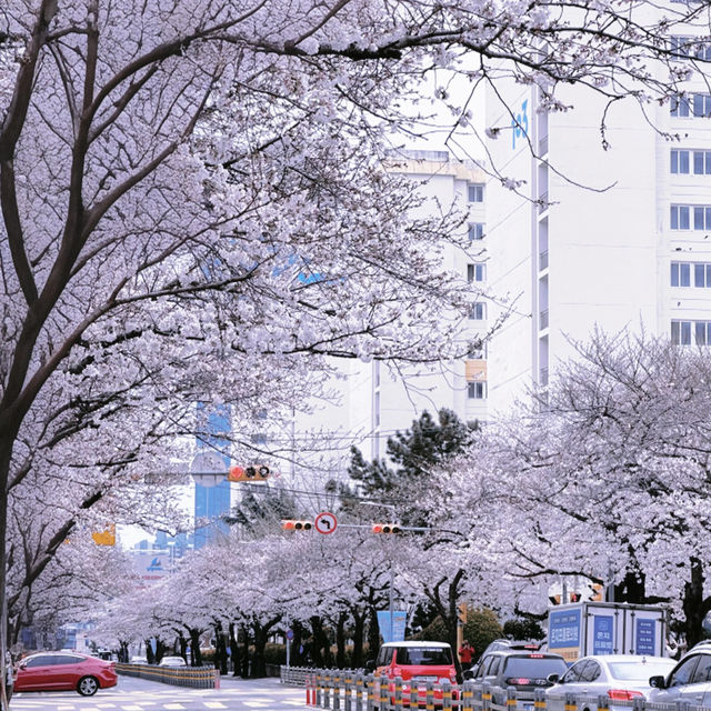 釜山追櫻奇遇，邂逅動漫同款浪漫🌸