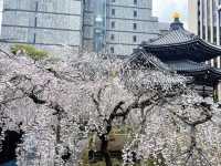 🌸京都六角堂 | 隱匿在古寺的櫻花之約