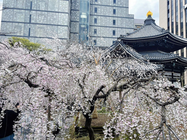 🌸京都六角堂 | 隱匿在古寺的櫻花之約