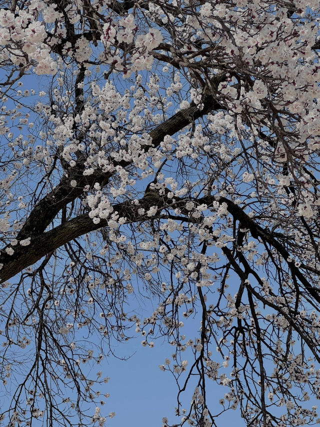 🌸首爾景福宮の櫻花浪漫🌸