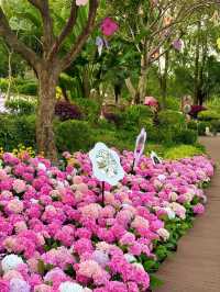 🌷珠海新貌 | 治愈系花海棧道，美翻啦🌸
