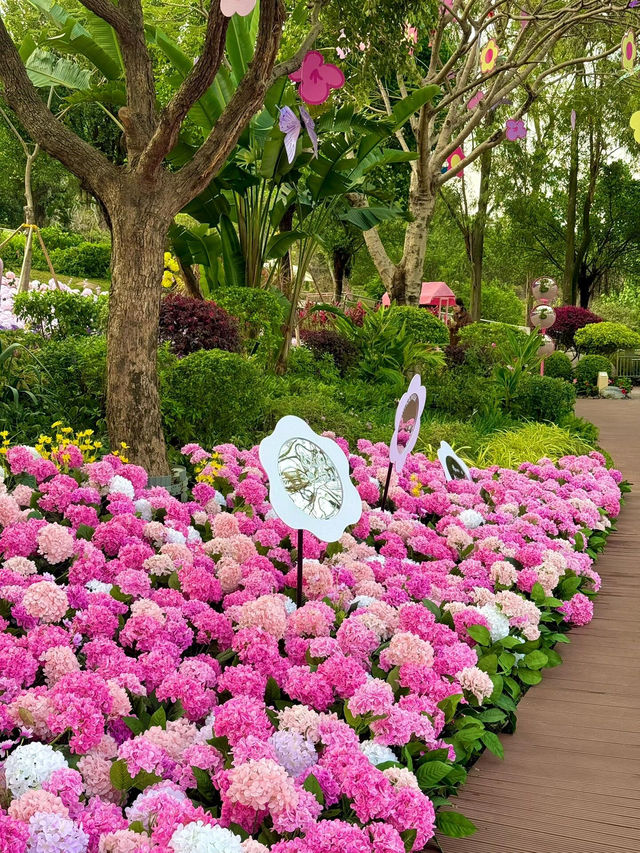 🌷珠海新貌 | 治愈系花海棧道，美翻啦🌸